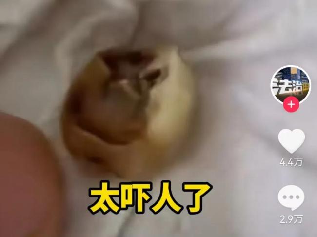 圖片來源：抖音＠法治進行時 截圖