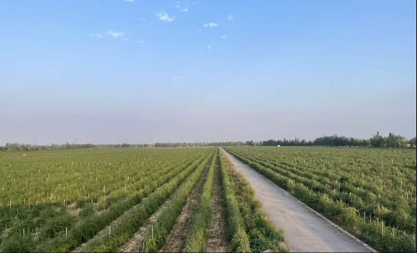 新華網財經觀察·企業行丨風口浪尖的競逐——優必選人形機器人成