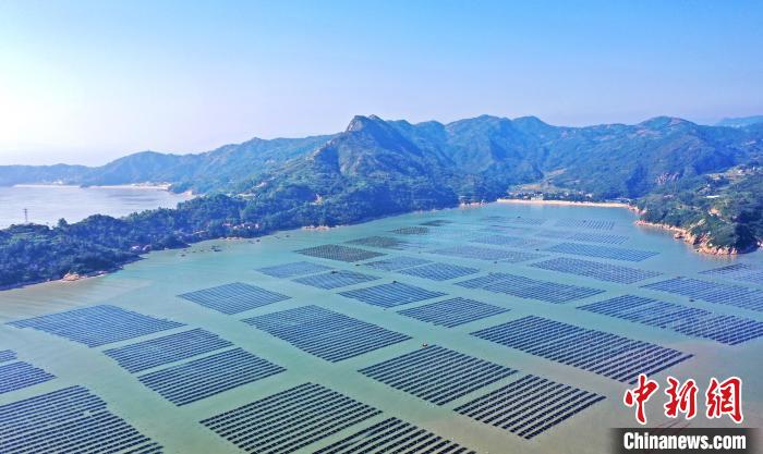 (鄉(xiāng)村行·看振興)福建福鼎:萬畝紫菜迎豐收 生產(chǎn)加工趕訂單